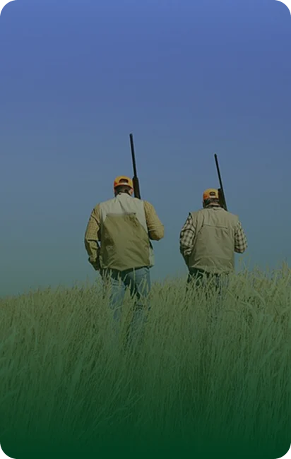 Two hunters in camouflage walk through tall grass with shotguns under a clear sky.